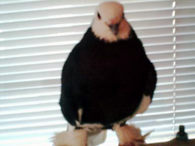 image of a nun pigeon