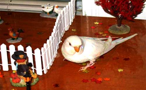 image of budgie walking in a toy village